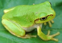 池之彩 アマガエルとウシガエルの鳴き声の届く距離の個人差 東邦大学理学部 生物学科 地理生態学研究室